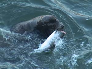 California sea lions. 