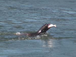 California sea lions. 