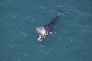 Disentangled right whale off the coast of Cape Canaveral, Fla. on January 15.