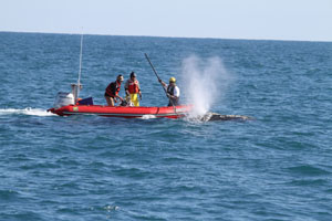 Scientists from NOAA Fisheries Service and its state and nonprofit partners successfully used at-sea chemical sedation to help cut the remaining ropes from a young North Atlantic right whale on January 15 off the coast of Cape Canaveral, Fla. The sedative given to the whale allowed the disentanglement team to safely approach the animal and remove 50 feet of rope which was wrapped through its mouth and around its flippers.