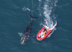 Scientists from NOAA Fisheries Service approaching the young North Atlantic right whale they disentangled on January 15 off the coast of Cape Canaveral, Fla. 