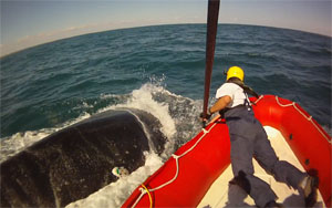 VIDEO: Watch Scientists from NOAA Fisheries Service and its state and nonprofit partners successfully use a long pole with attached knife and buoy to help cut the remaining ropes from a young sedated North Atlantic right whale on January 15 off the coast of Cape Canaveral, Fla. 