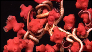 Bubblegum coral