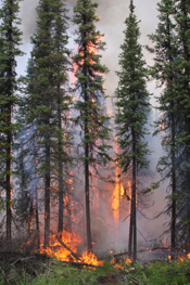 Black spruce torching. Photo: S.Rupp