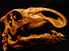 Skull of Probactrosaurus gobiensis