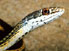 Striped whipsnake, Masticophis taeniatus