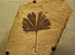 Ginkgo leaf fossil