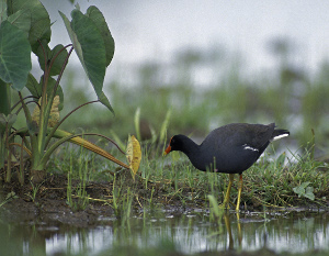 Hawaiian Moorhen