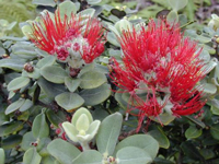 ohia lehua (Metrosideros polymorpha)