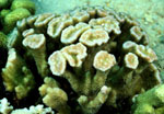 Hawaiian Reef Coral