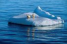 A polar bear (Ursus maritimus) and her cub rest on an iceberg in the Arctic Ocean, Canada.