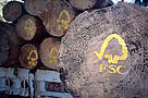 FSC logo painted on sustainable harvested logs. Uzachi forest, Oaxaca, Mexico.