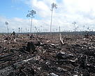 Peat draining and large-scale clearance of natural forest by APP wood supplier PT.