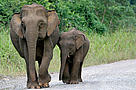 Bornean Pygmy elephant (Elephas maximus borneensis) mother walking with her calf along a road in the Danum Valley Conservation Area, Sabah, North Borneo, Malaysia.
