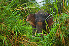 Bornean pygmy forest elephant (Elephas maximus borneensis) in lowland rainforest, Rio Sungai Kinabatangan, Sabah, Borneo, Malaysia.