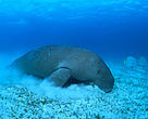 Dugong (Dugong dugon). Indo-Pacific Ocean.