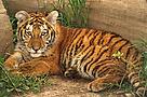 Panthera tigris altaica Amur tiger Juvenile resting Metro Toronto Zoo