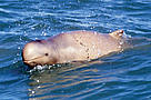 Snubfin dolphin.
