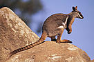 Yellow-footed rock wallaby (Petrogale xanthopus), Australia.