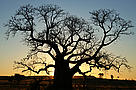 Boab tree (Adansonia-gregorii) at sunset, central Kimberley.