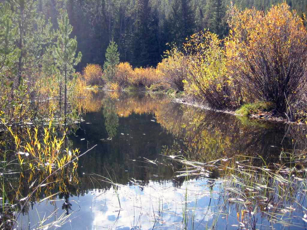 Tomey Creek Beaver Pond