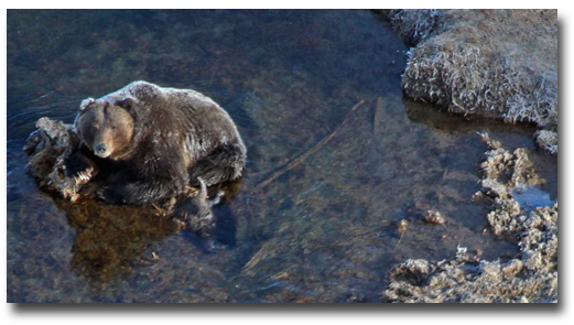 Grizzly bear on an elk carcass in the GYE.  Image courtesy of Dan Stahler, NPS