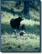 Grizzly bear with cubs