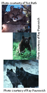 Collage with mountain lion, grizzly bear, and wolves