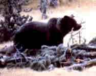 grizzly bear with antler