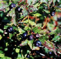 huckleberries