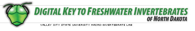 VCSU Macro-Invertabrate Lab
