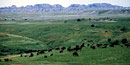 Bison herd in the Badlands Wilderness Area