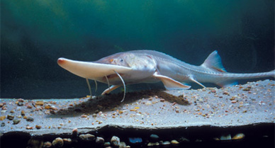 Pallid sturgeons which can reach six feet long and live 60 years flourished for eons in murky American waters.