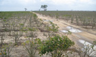 Sun Biofuels Mtamba Farm in Kisarawe, Tanzania