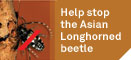 Help Stop the Asian Longhorned Beetle