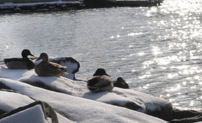 Winter Birding in Parks