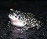 Arroyo Toad