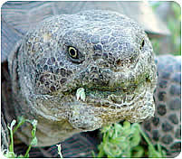 Desert tortoise with swollen glands
