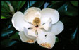 Mississippi State Flower - Magnolia, 'Magnolia grandiflora'