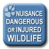Link to information about or report nuisance, dangerous or injured wildlife