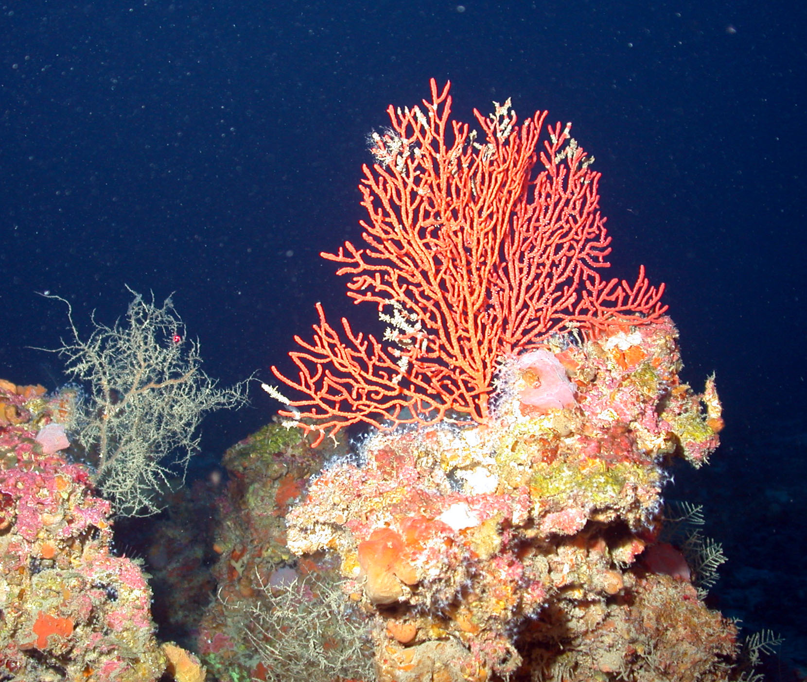 Red, fan-shaped coral colony sitting atop a rock covered in sponges and anemones.  The water around it is deep, dark blue because of the depth.