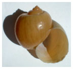 Pomacea canaliculata - channeled applesnail
