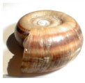 Marisa cornuarietis - giant rams-horn snail