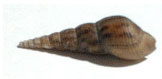Melanoides tuberculatus - red-rim melania