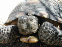 photo of tortoise