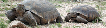 photo of two tortoises