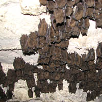 Close up of hibernating bats in a Vermont cave.