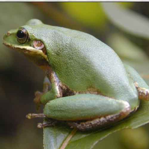 Squirrel Treefrog [Photo: Southeast Ecological Science Center, USGS]