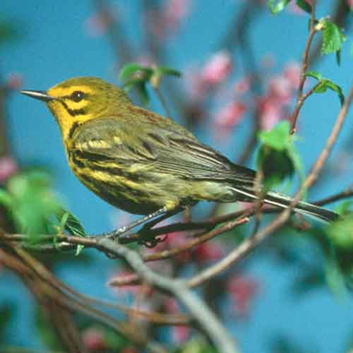 Prairie Warbler (Dendroica discolor) [Photo: Steve Maslowski, USFWS]