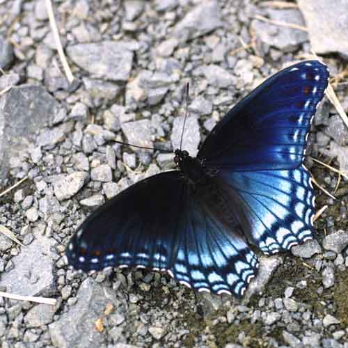 Lepidopteran species [Photo: Elizabeth Sellers, NBII Library of Images from the Environment]